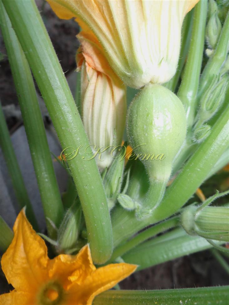  Female Flower with young fruit